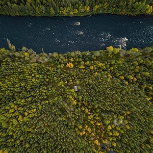 Det mörka vattnet av flod som flyter genom vidsträckt skog. Flygfoto.
