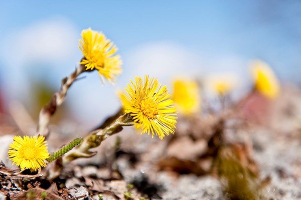 Tussilagor. foto