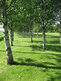Birch  trees at the Genetic Garden, Ultuna. Photo.
