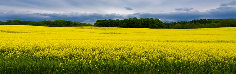Rapsfält. Fotograf Jenny Svennås Gillner, SLU