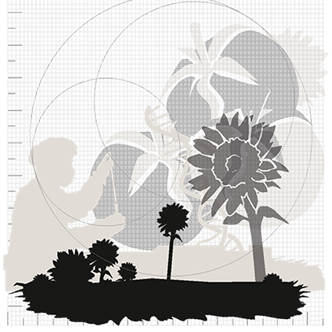 Sunflowers, petals, and person exploring. Black and white three-dimensional picture.