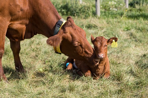 Picture of a dairy cow with her calf out on the pasture.