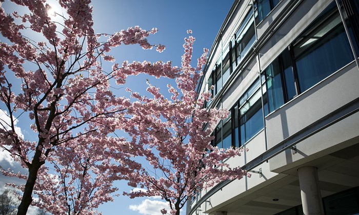 Cherry blossoms outside the VHC building. photo