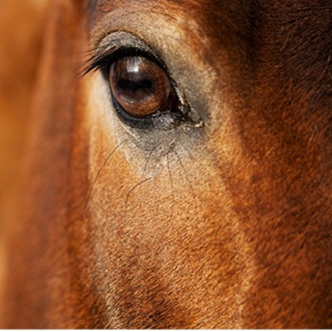 Picture of a brown horse, closeup of the head and eye.