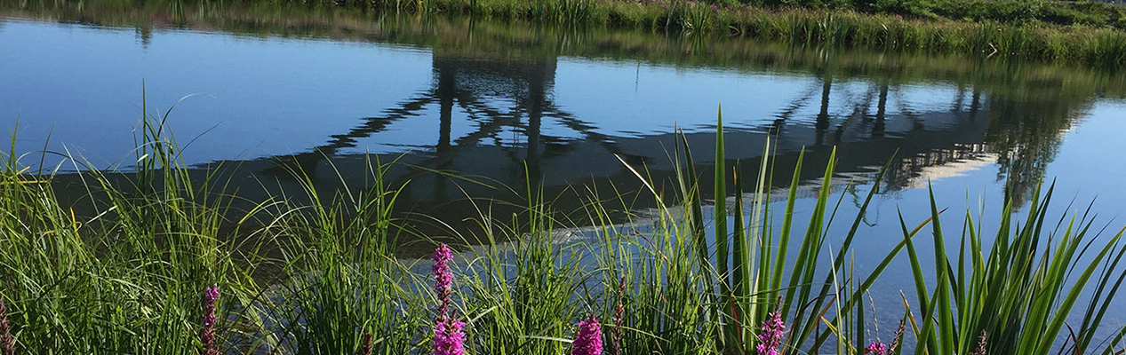 Dagvattendammen vid Heffners bropark i Sundsvall.