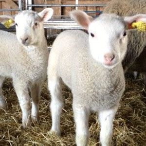 Två vita lamm