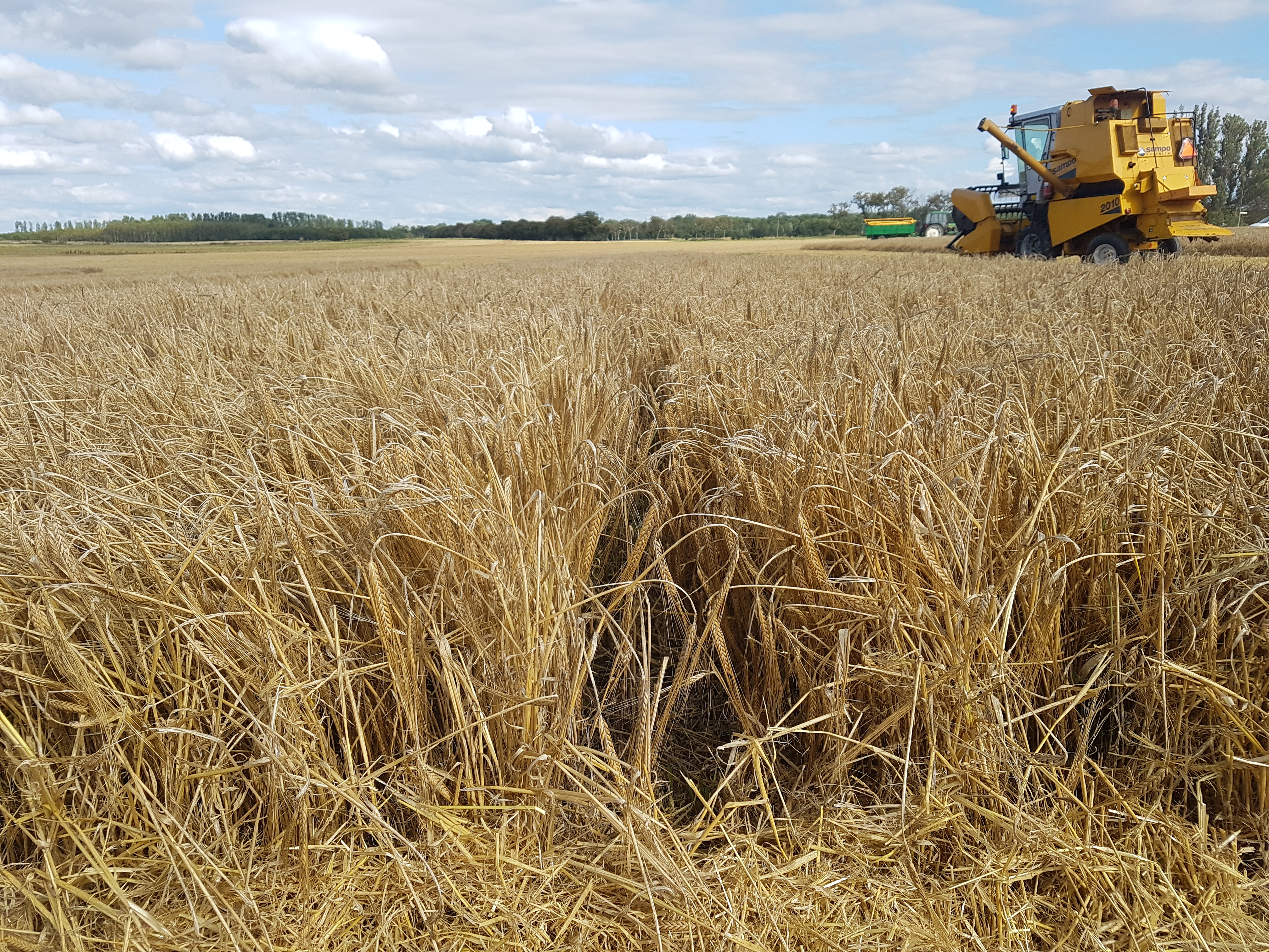 Skördetröska på fält