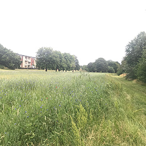 Anlagd äng Adolfsberg Augustigatan Helsingborg