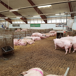 Suggor står och ligger i stall. Foto.