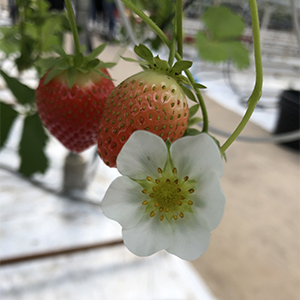 Jordgubbsblomma. Foto.