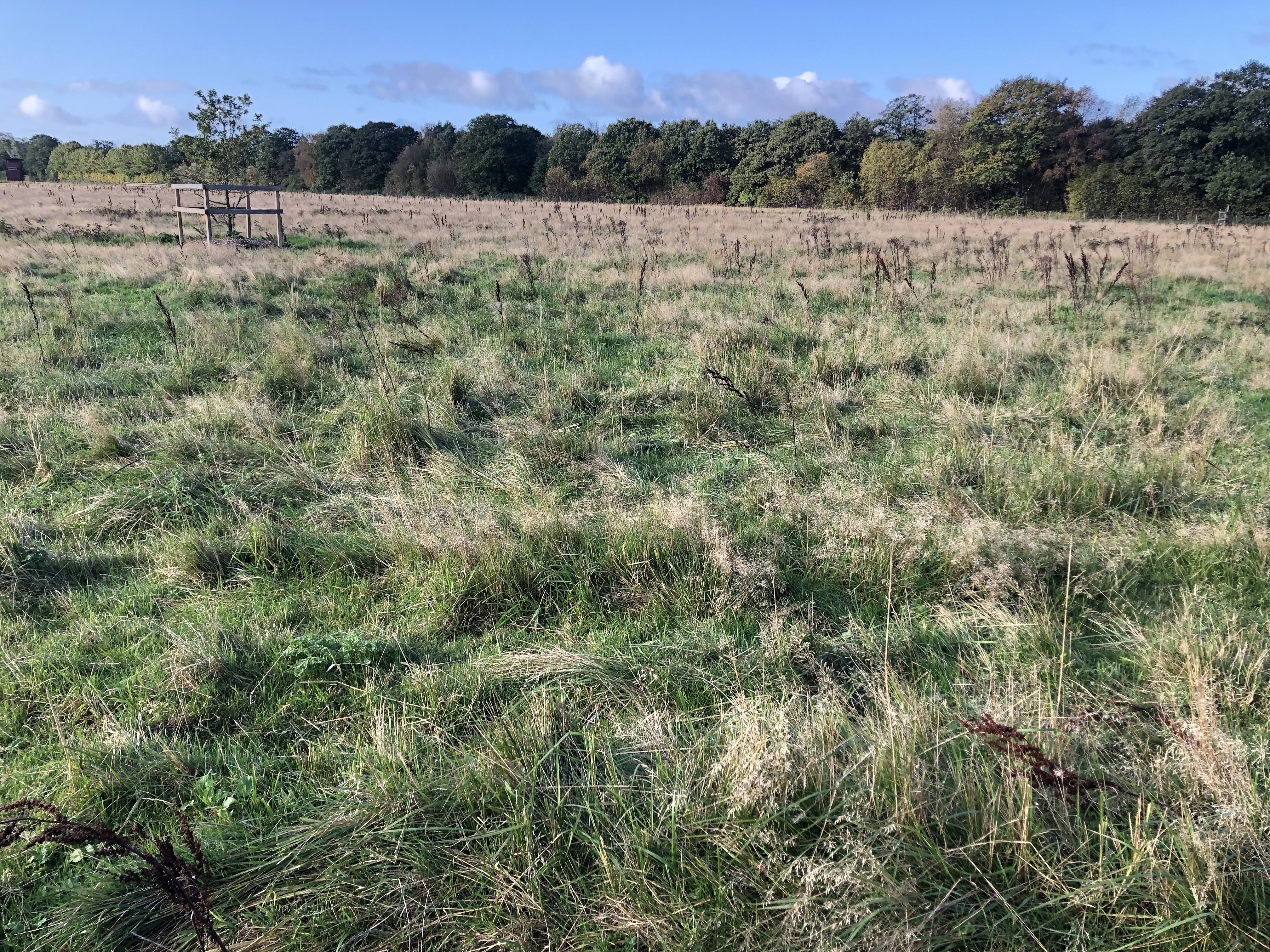 Betesmark på Bruce hage