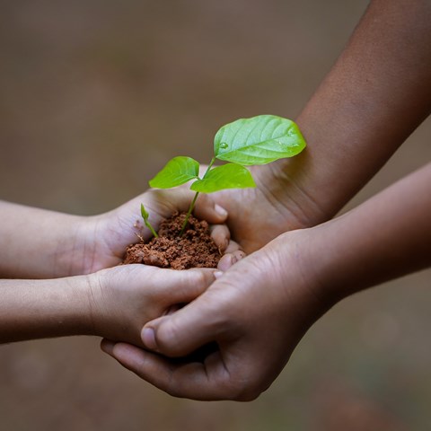 Vuxenhänder och barnhänder håller tillsammans en planta