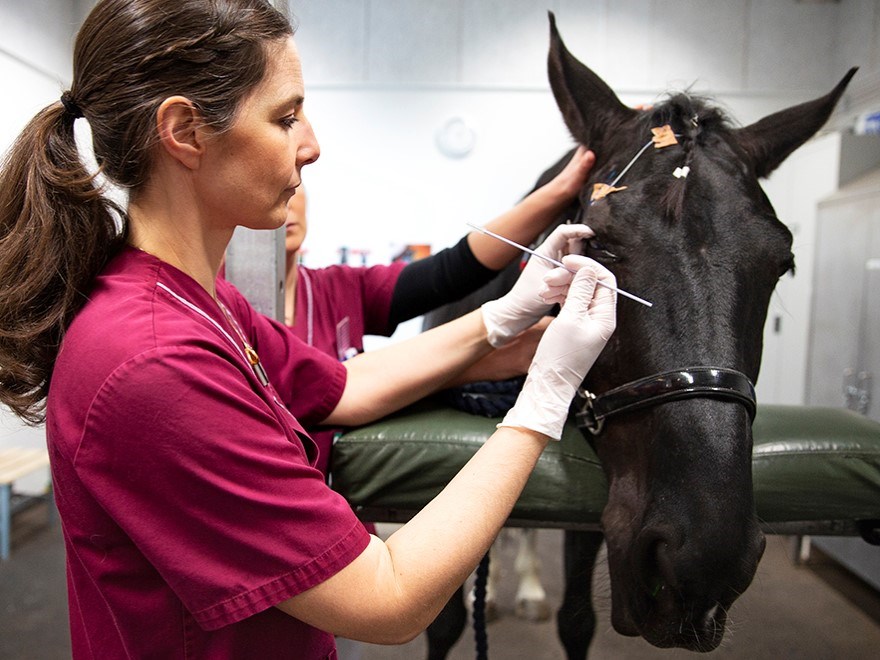 Häst får ögon undersökta. Foto