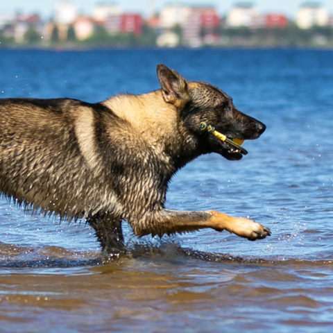 hund som springer i vatten