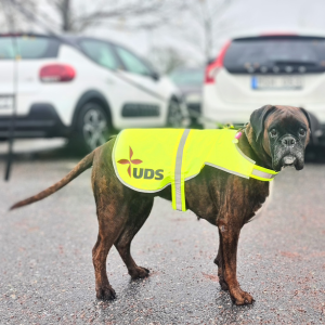 Boxer med reflexväst, bilar i bakgrunden