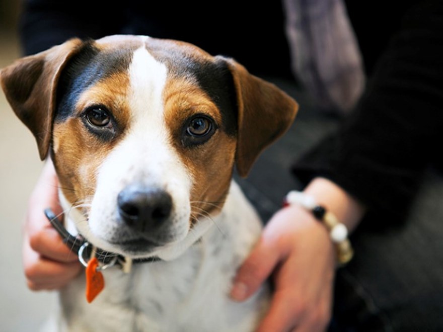 Hund som klappas av en person. Foto.