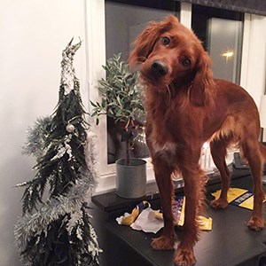 Rödbrun hund på bord tillsammans med juldekorationer. Foto.