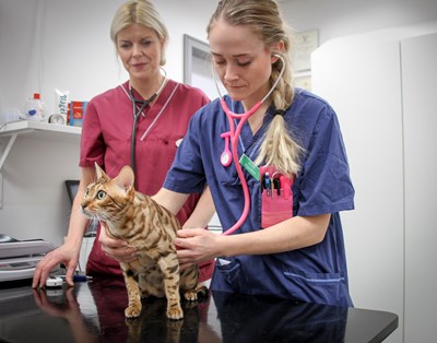 Student med katt. foto