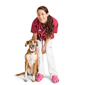 Veterinär klappar en hund