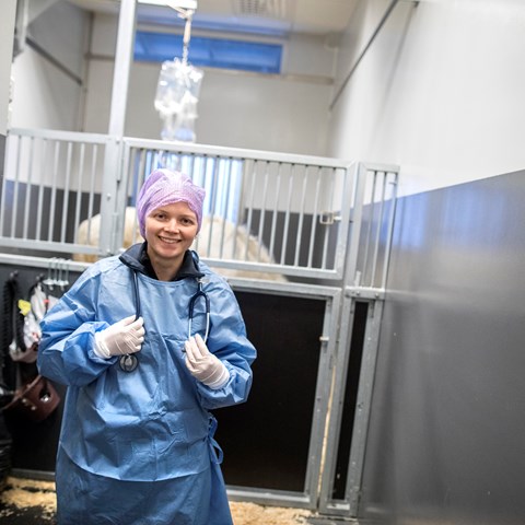 Person med skyddskläder bland hästspiltor. Foto