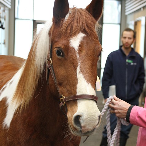 Häst i stallgång. Foto.