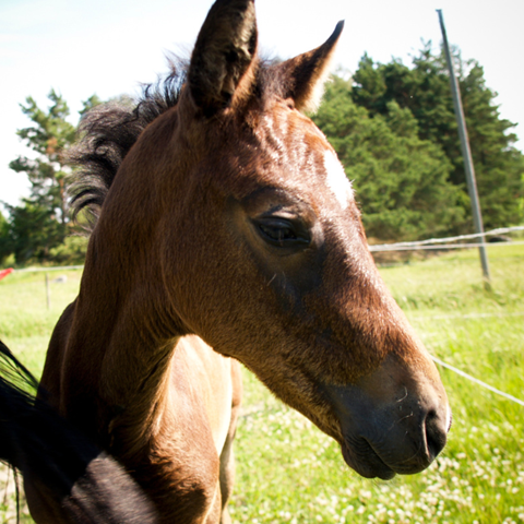 föl i hage