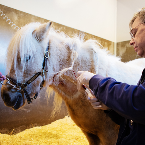 Professor Johan Bröjer tar ett blodprov från en häst.