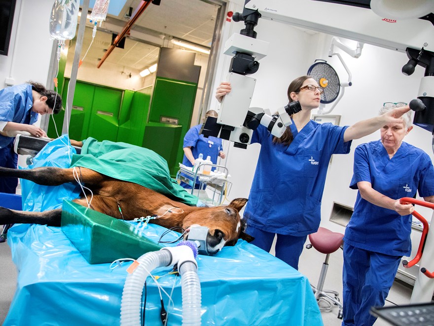 Hästoperation. Foto