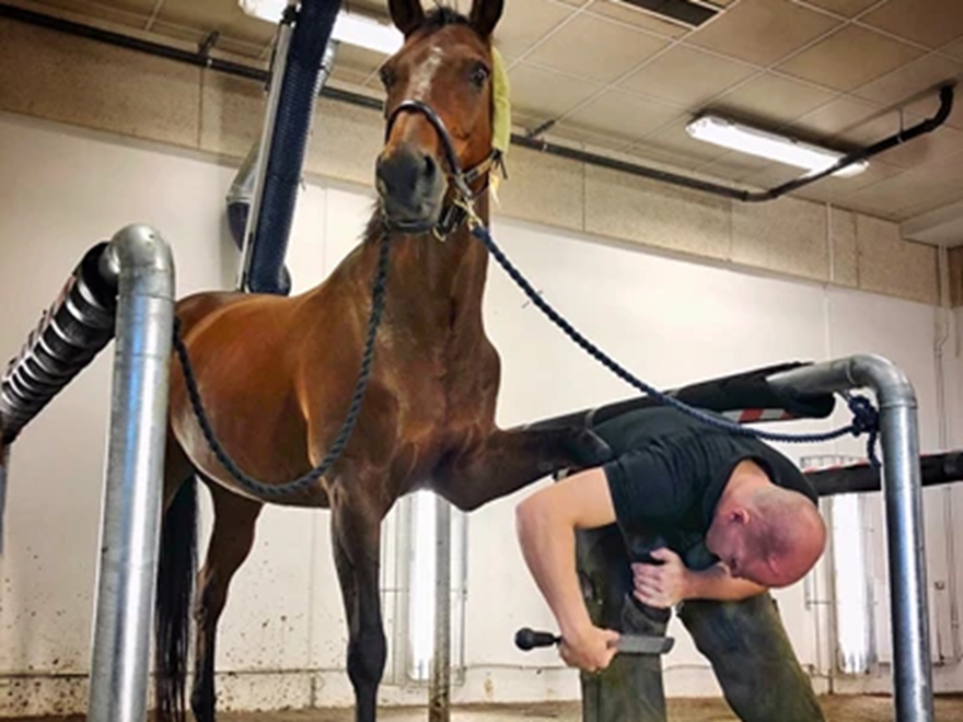 En häst och en person som håller i hästens hov och använder ett verktyg på den. Foto