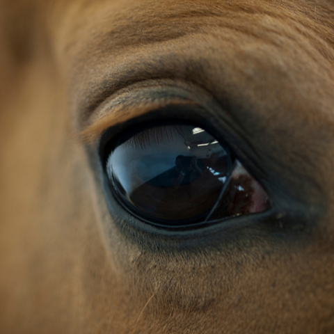 närbild på hästens öga