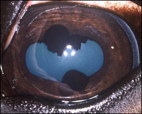 Corpora nigra-cystor