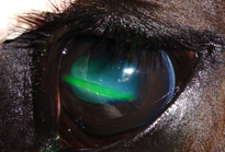 Ytligt hornhinnesår