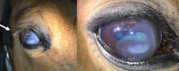 Milda smärtsymtom IMMK häst