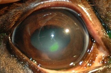 Indolent hornhinnesår