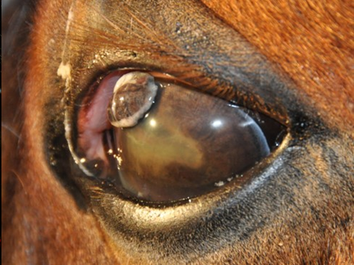 Perforerat hästöga