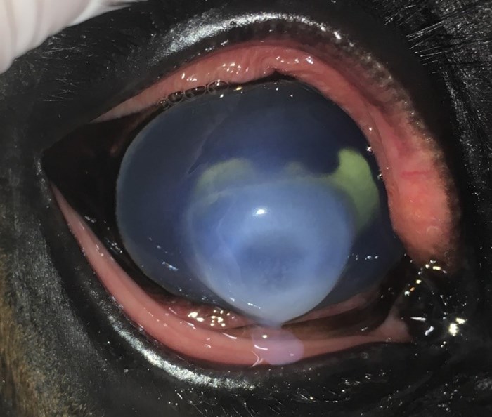 Smältande hornhinnesår