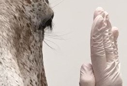 Hotrespons hästöga