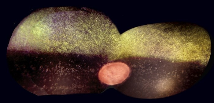 Ögonbotten häst med så kallade bullet-hole-lesions