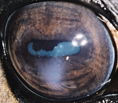 Fokala prickar uveit