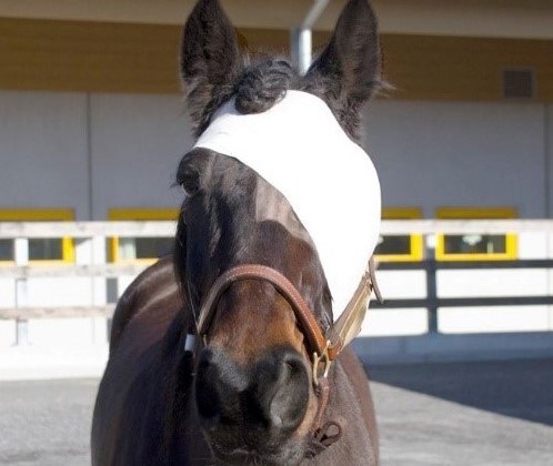 Häst med bortopererat öga