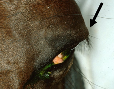 Sänkt ögonfransvinkel