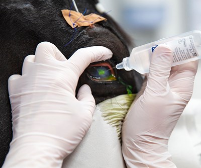 Två handskbeklädda händer droppar vätska i ett hästöga. Foto