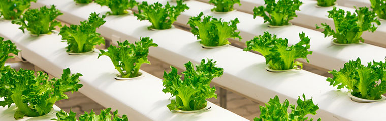 Aquaponic cultivation of lettuce. Photo.