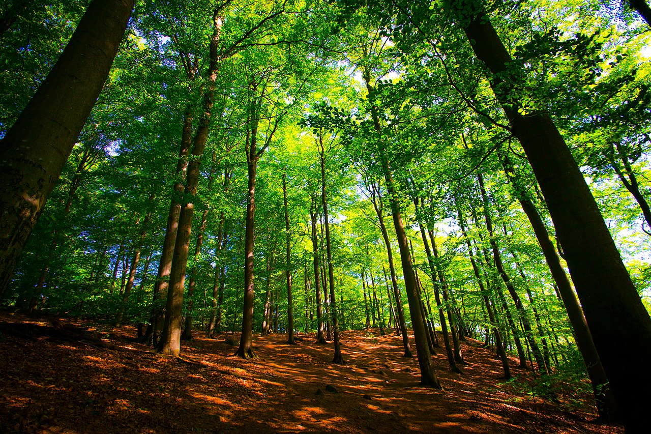 Söderåsens nationalpark CC by-SA4 Joakim Hansén