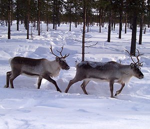 Två renar går i ett skogslandskap med snö. Foto.