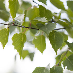 Skogsägare Klimatanpassar Skogsskötseln Allt Mer | Studentwebben