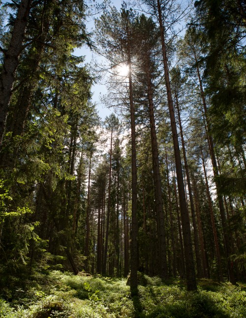 Barrskog i vy upp mot trädkronor och himmel. Foto.