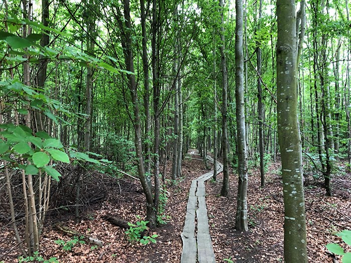 Trees and a path in Alnarp Landscape Lab.