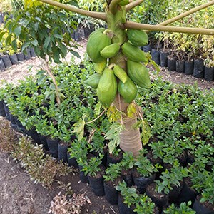 Plantering i Kombolcha.