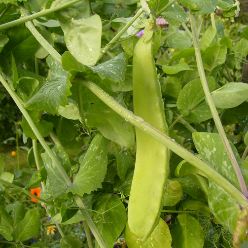 Lokförare Bergfälts jätteärt. Foto Agneta Magnusson